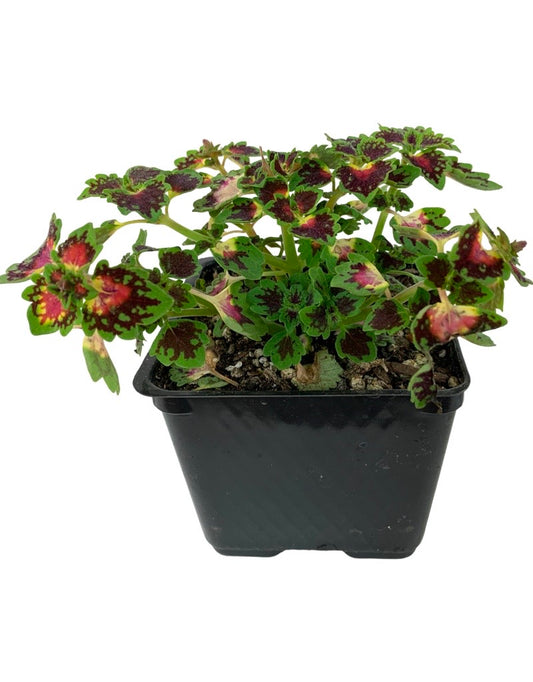 Coleus 'Lava Rose'