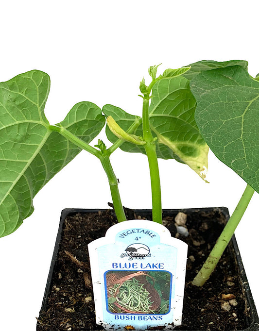 Bush Bean 'Blue Lake'