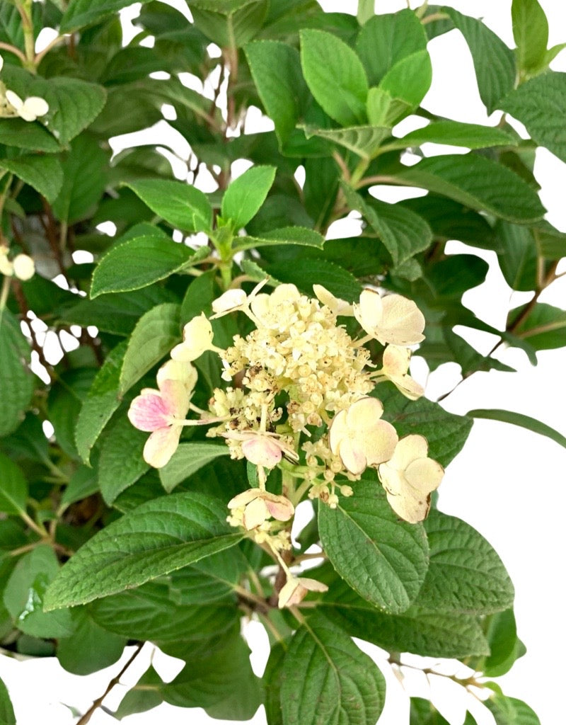 Hydrangea paniculata 'Little Quick Fire'