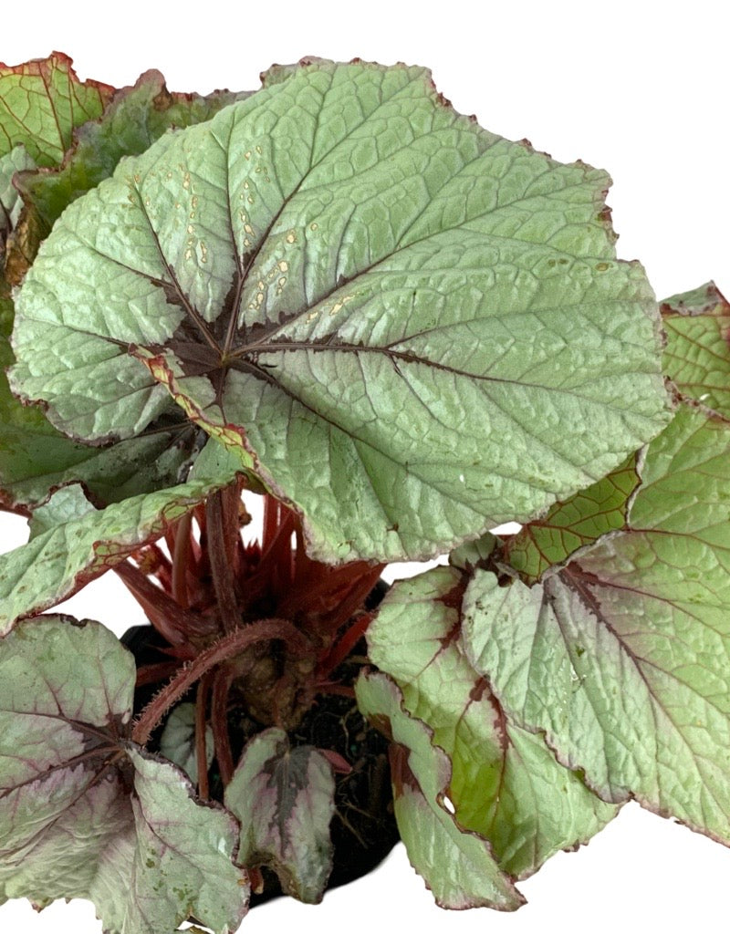 Begonia T-Rex® 'First Blush'
