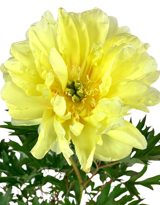 Paeonia 'Itoh Bartzella'