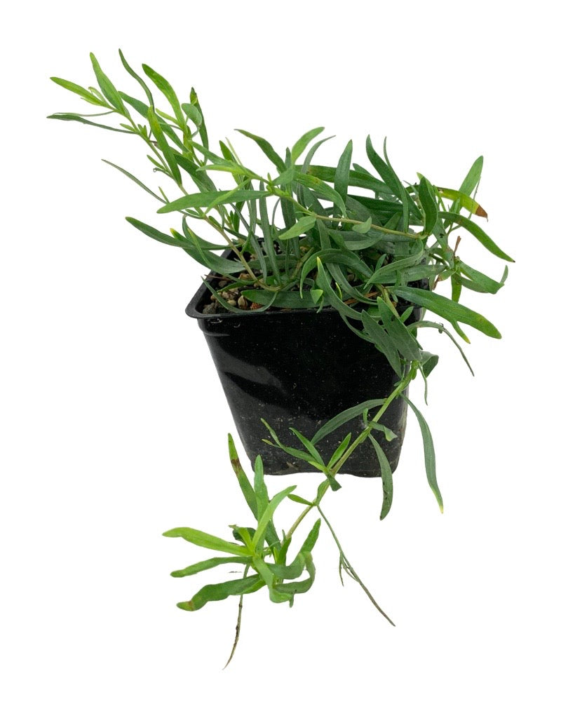 Tarragon 'French'