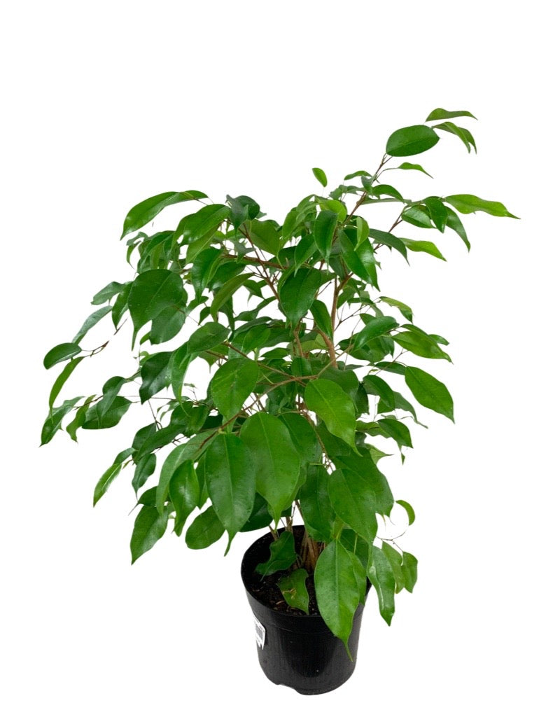 Ficus benjamina 'Evergreen'