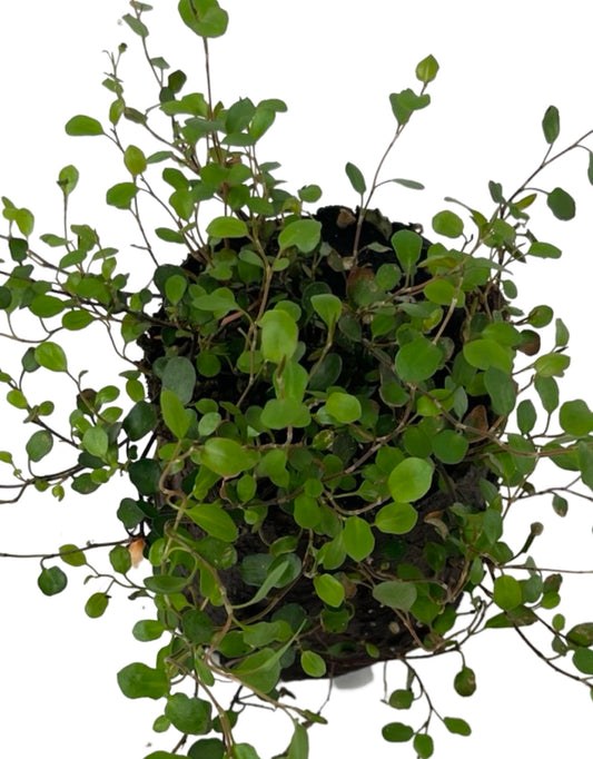 Muehlenbeckia 'Sealand' 4 Inch