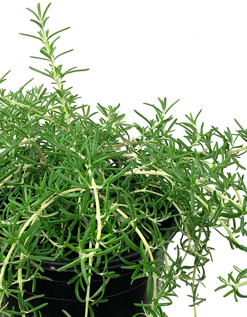 Rosmarinus officinalis 'Irene' 1 Gallon