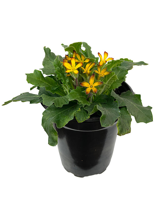 Primula 'Oakleaf Yellow Picotee'