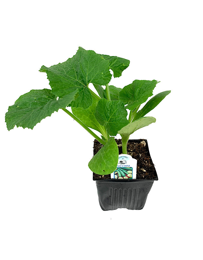 Squash 'Zucchini'