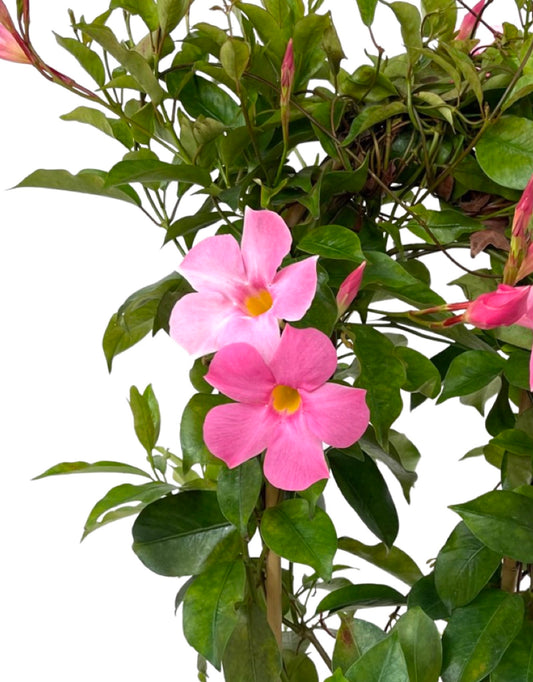 Mandevilla SunParasol 'Pretty Pink' 6 inch
