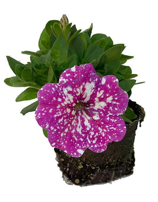 Petunia 'Pink Sky' 4 Inch