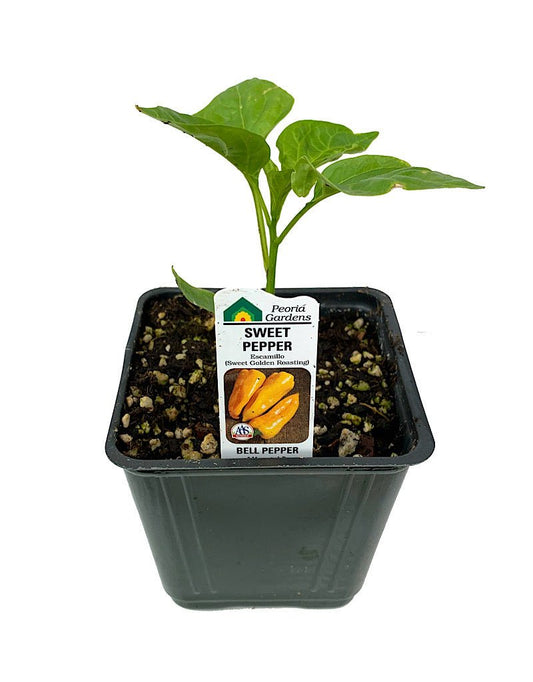 Pepper 'Sweet Golden Roasting' - 4 inch - The Garden Corner
