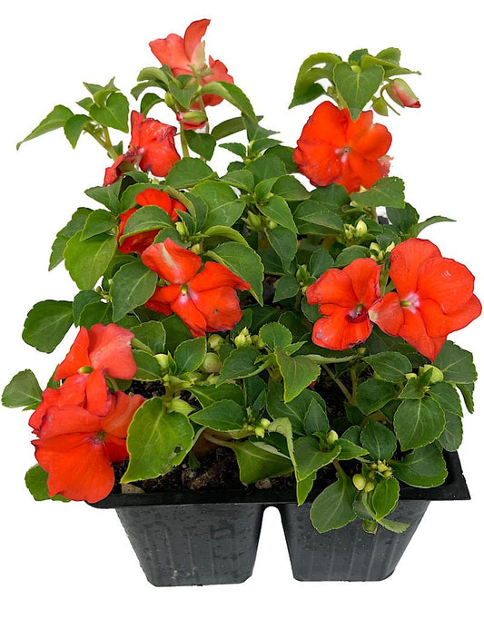 Impatiens 'Accent Orange' Jumbo Traypack - The Garden Corner