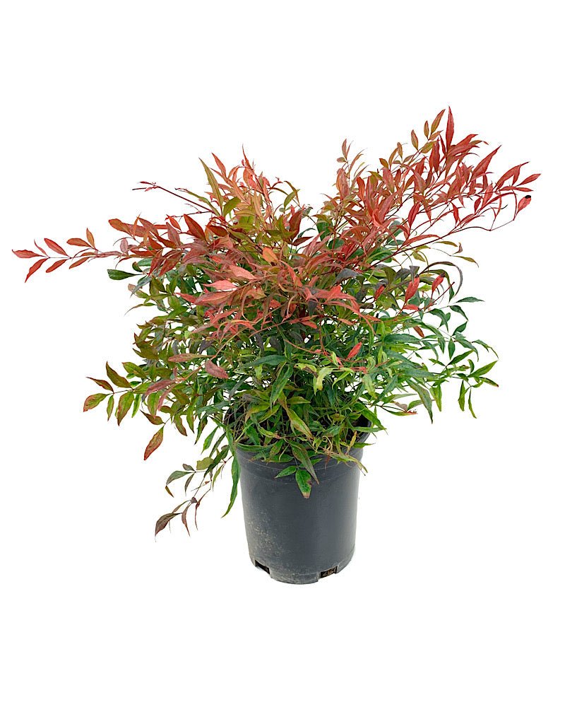Nandina domestica 'Tuscan Flame' - Shrubs