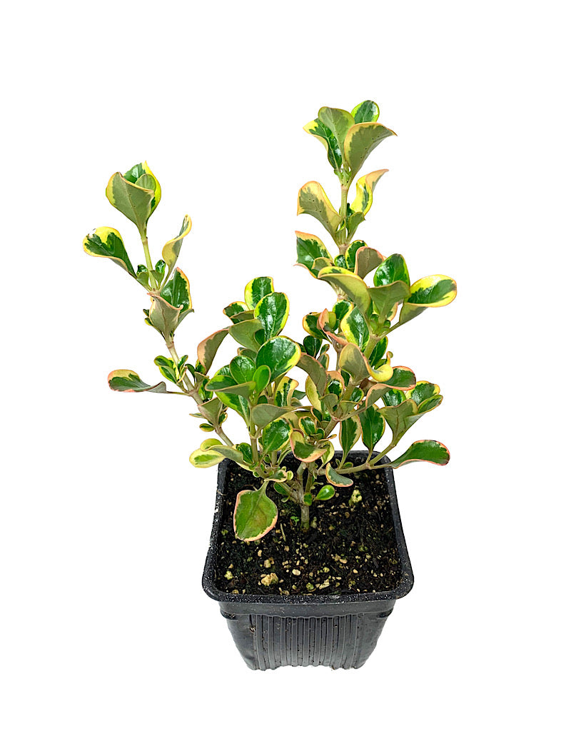 Coprosma 'Pink Splendor' 4 inch – The Garden Corner