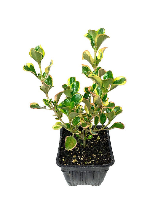 Coprosma 'Pink Splendor' 4 inch - The Garden Corner