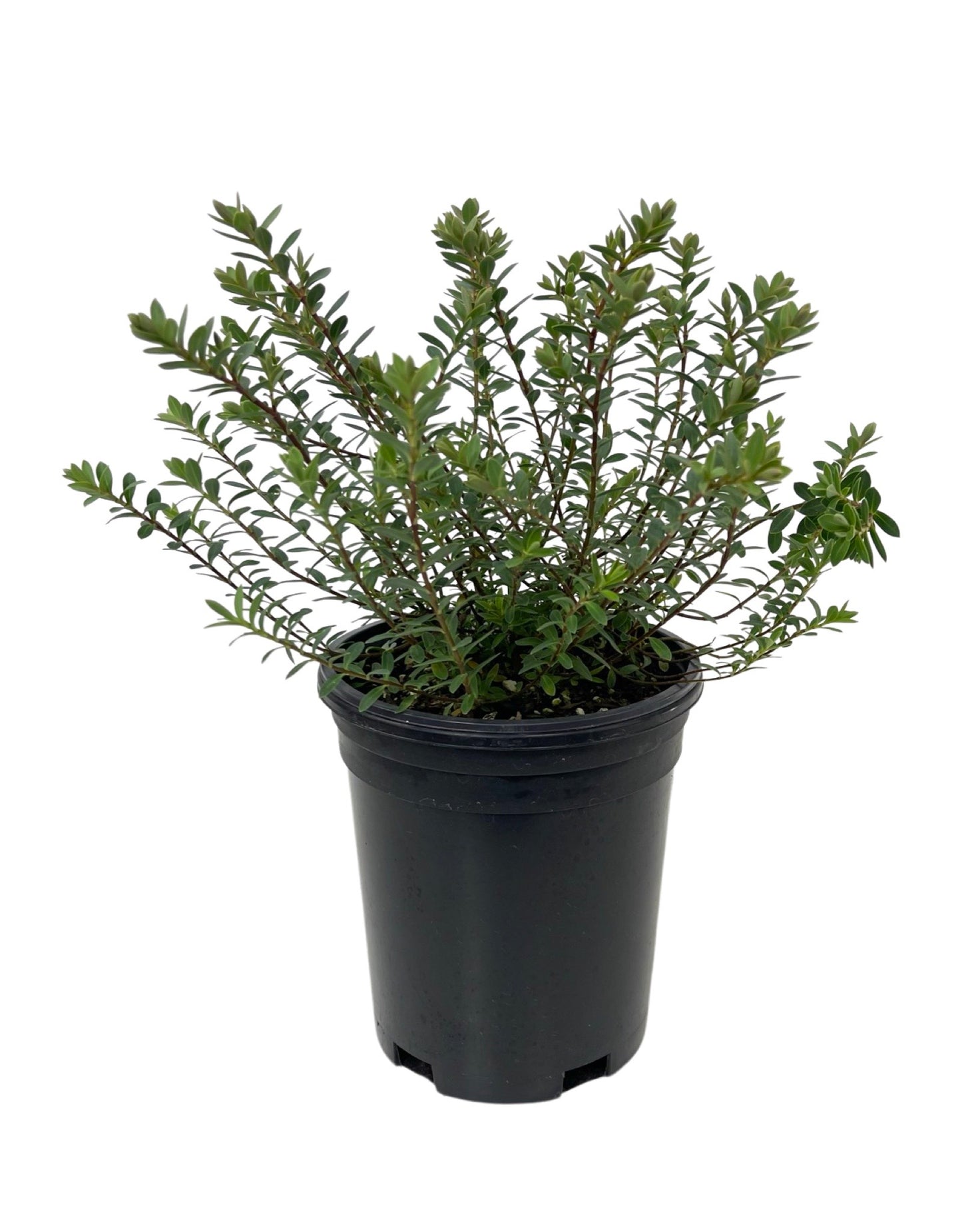 Hebe 'Western Hills' 1 Gallon