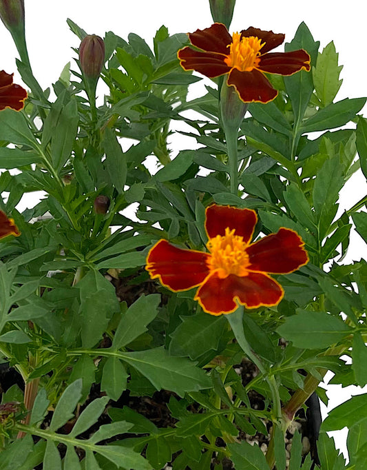 Marigold 'Disco Red' Jumbo Traypack