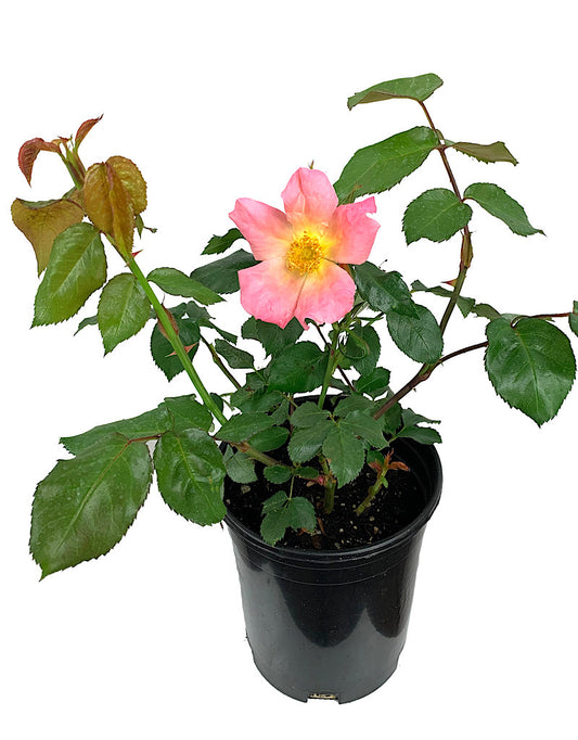 Rosa 'Morning Colors' 1 Gallon