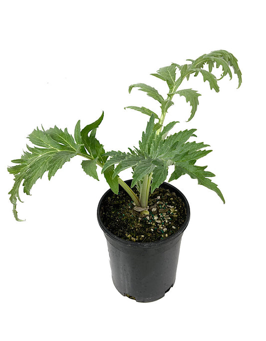 Artichoke 'Imperial Star' 1 Gallon