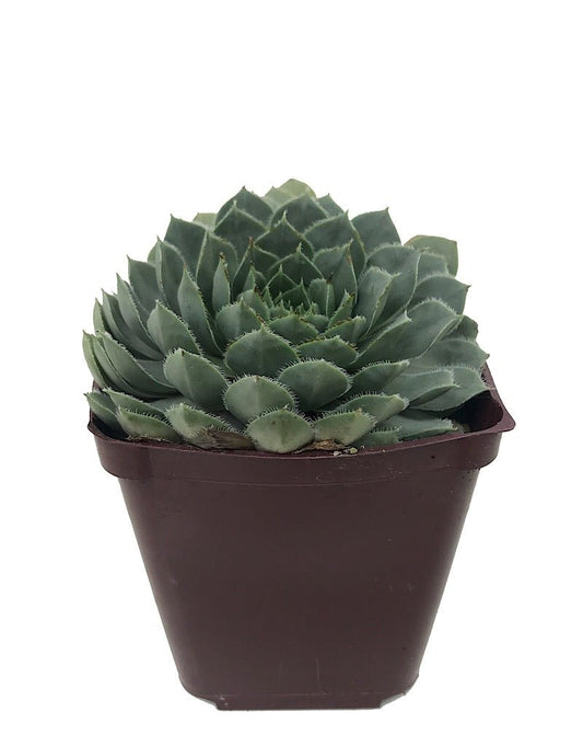 Sempervivum 'Lavender & Old Lace' 4 inch - The Garden Corner