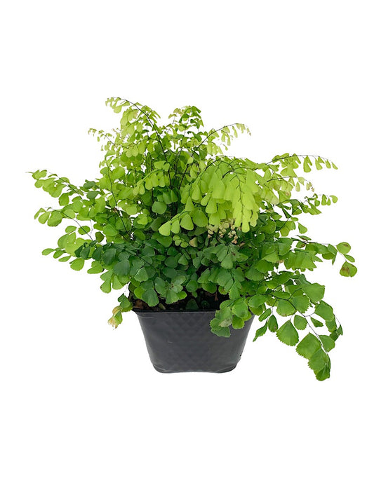 Adiantum venustum