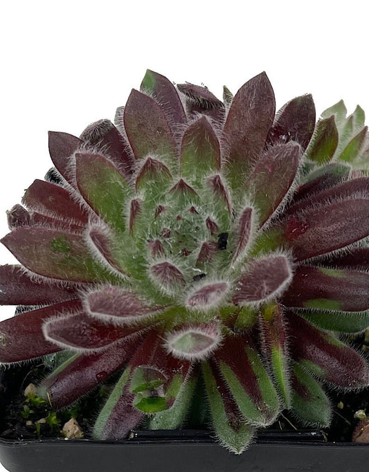 Sempervivum €˜Pacific Plum Fuzzy 4 Inch - The Garden Corner