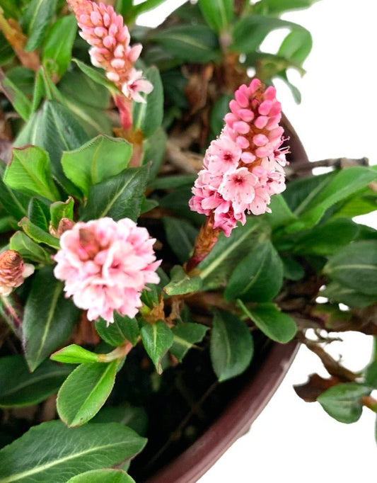 Persicaria affinis - The Garden Corner