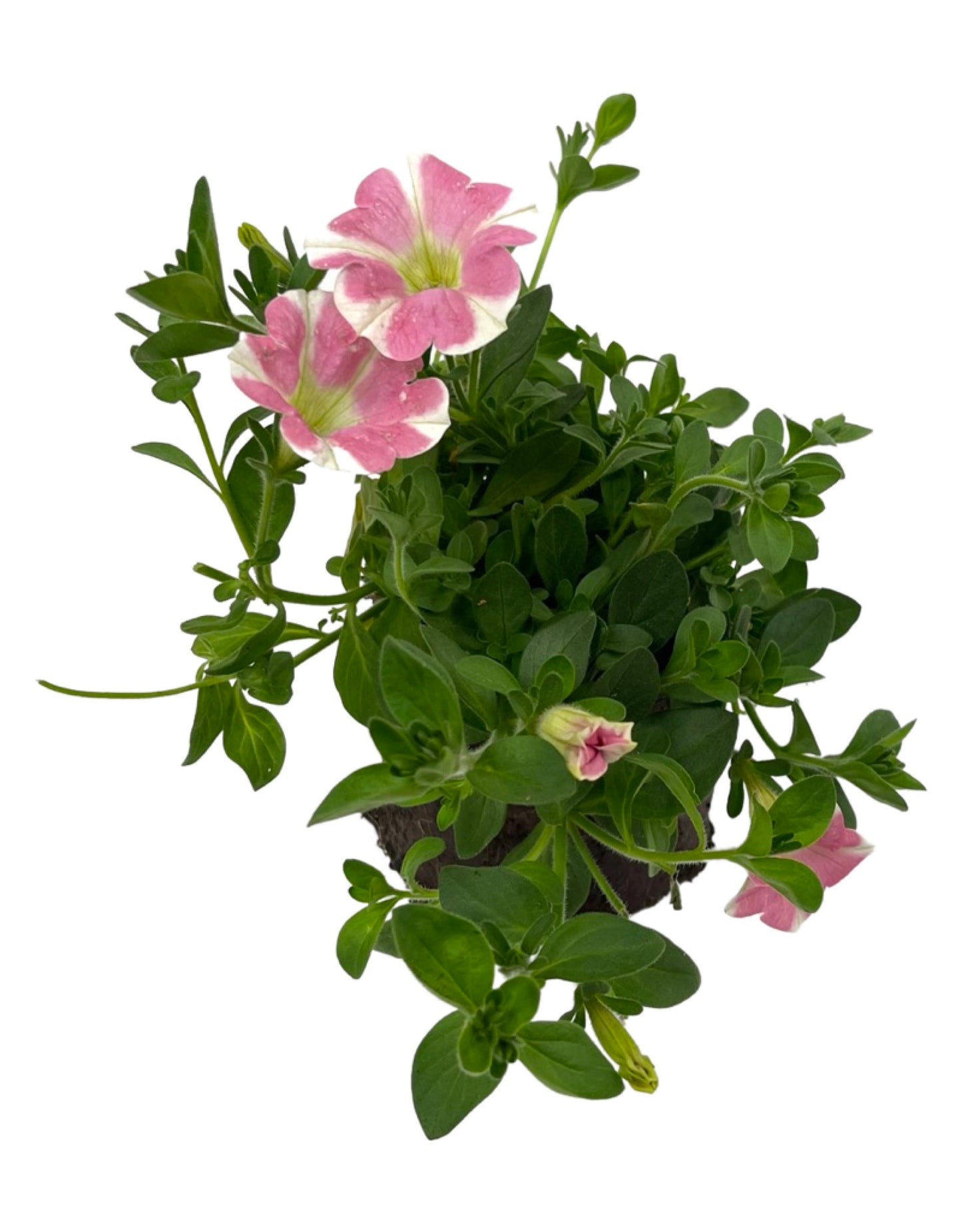 Petunia 'Surfinia Heartbeat'