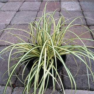 Carex oshimensis 'Evergold'
