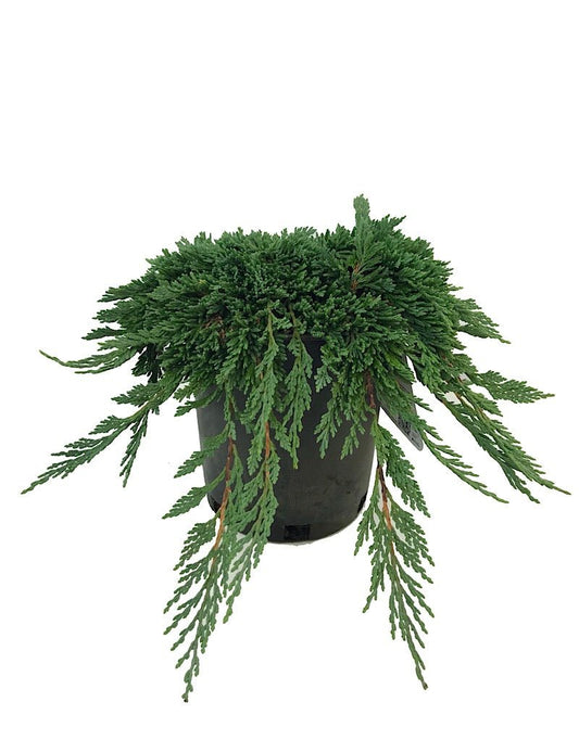 Juniperus h. 'Pancake' 1 Gallon - The Garden Corner