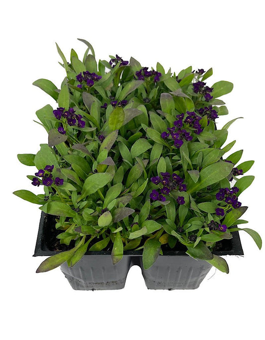 Alyssum 'Easter Bonnet Deep Violet' Jumbo Traypack - The Garden Corner