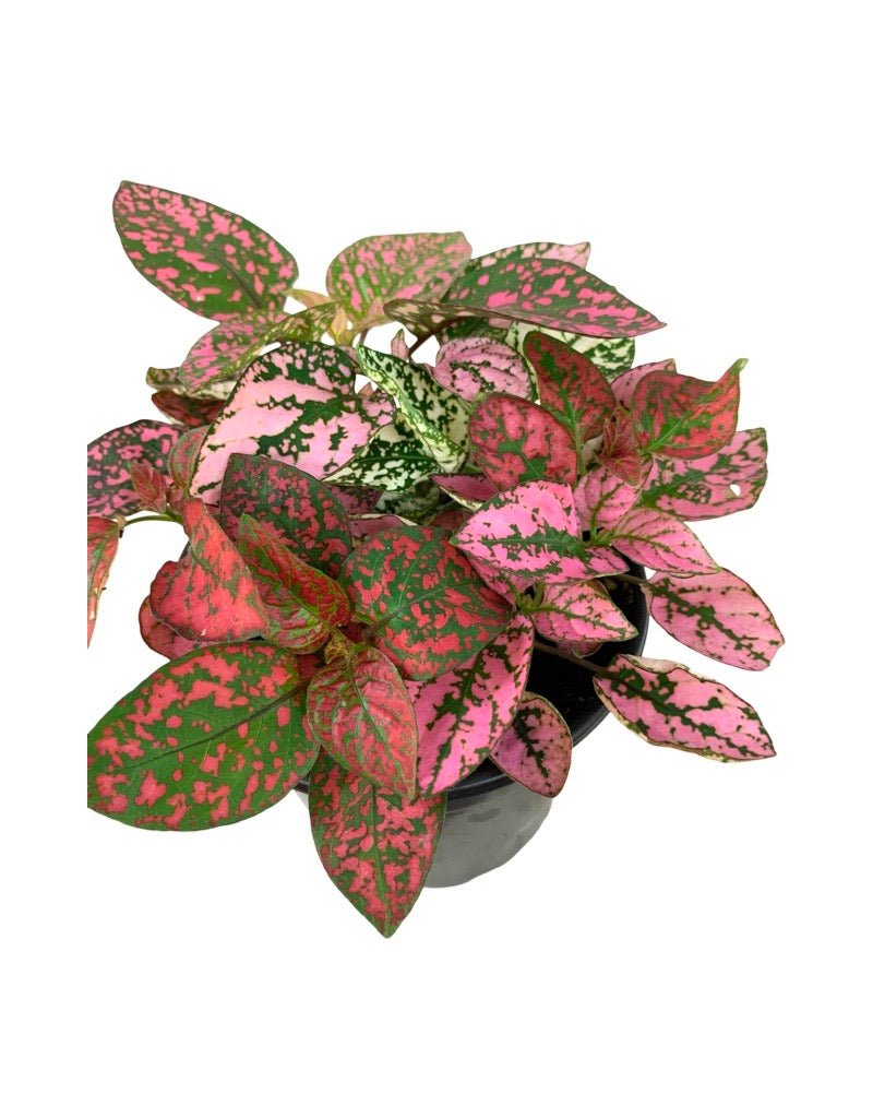 Hypoestes mixed 'Red/White/Pink' - House Plants
