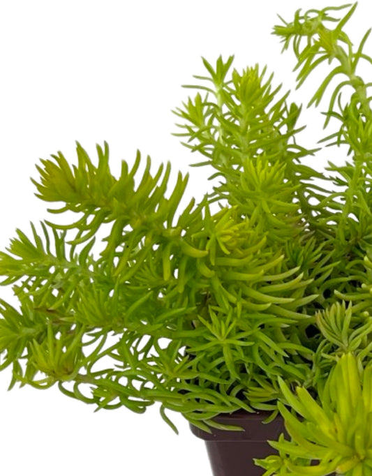 Sedum 'Sea Gold' 4 Inch - The Garden Corner