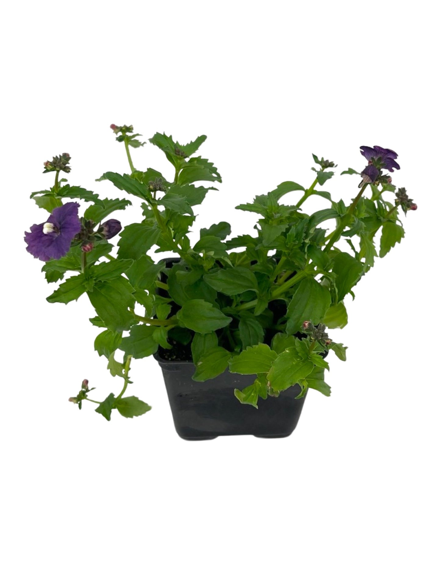 Nemesia nesia 'Denim'