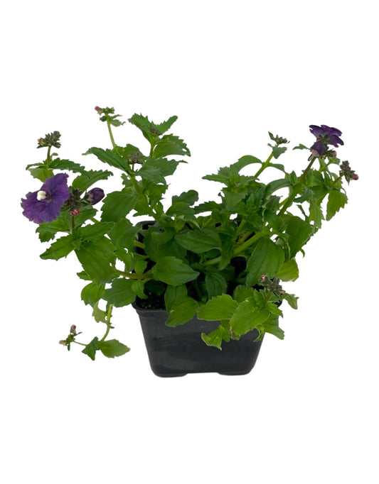 Nemesia nesia 'Denim'
