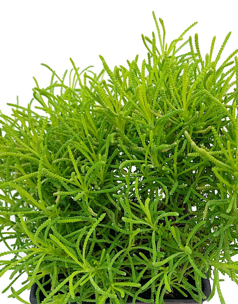 Santolina virens 'Lemon Fizz'