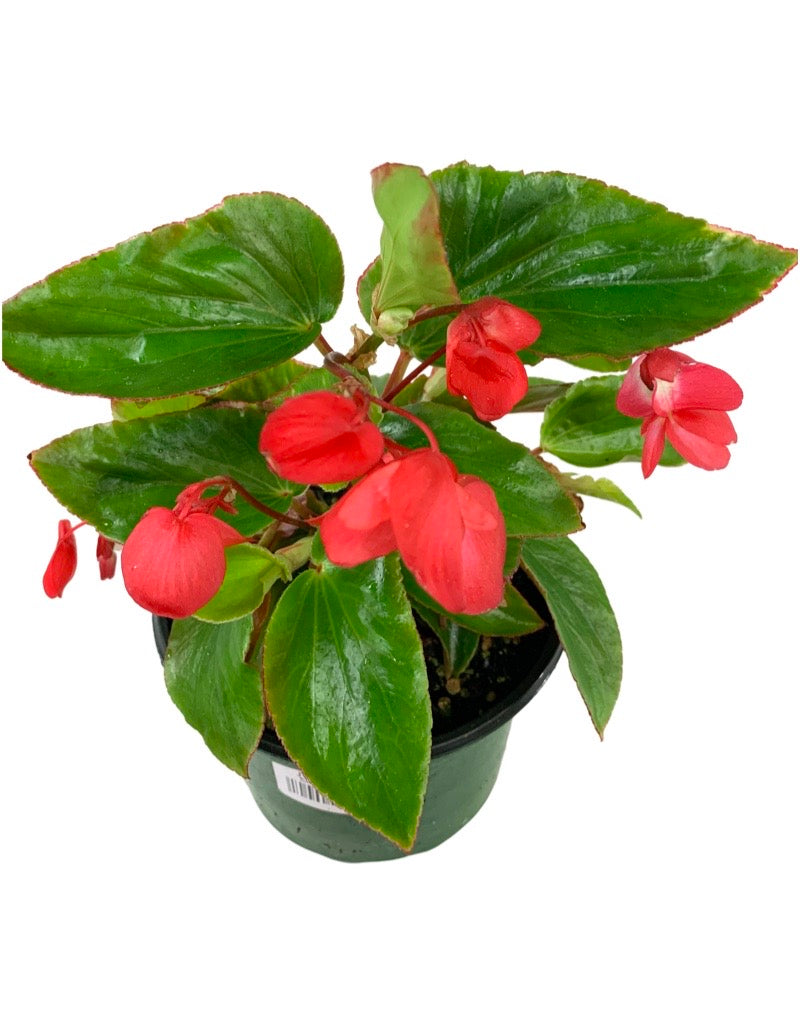 Begonia 'Dragon Wing Red' 6 Inch - Annuals