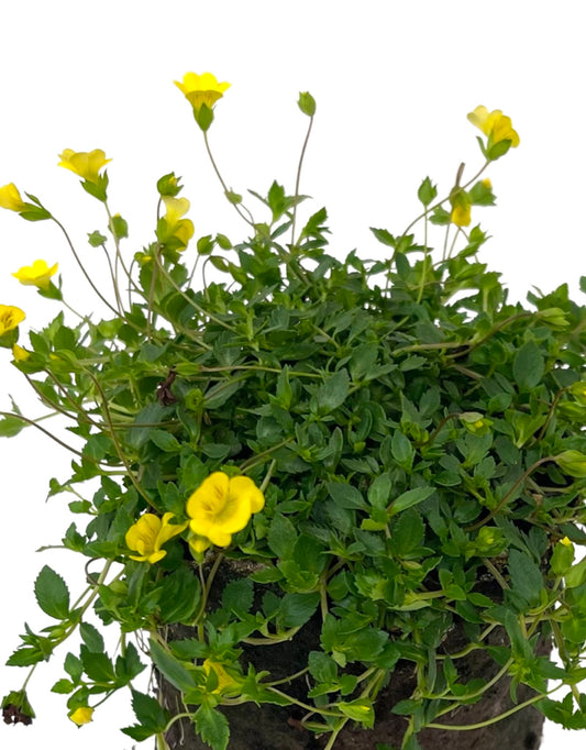 Mecardonia 'Gold Dust'