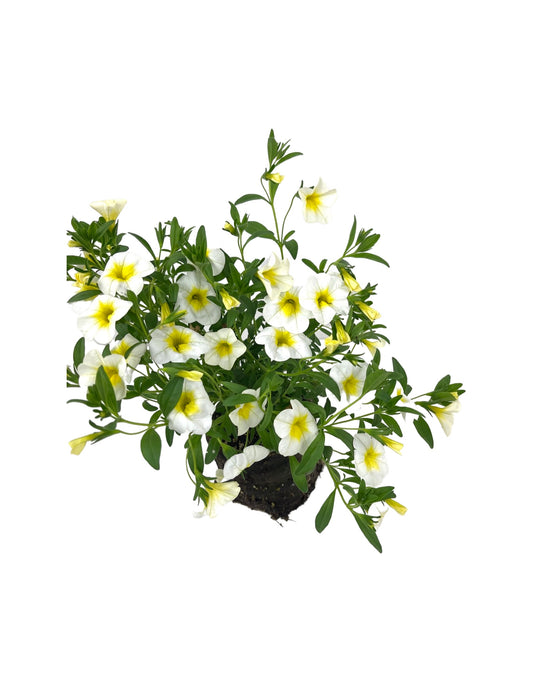 Calibrachoa 'Cha-Cha Diva Frosty Lemon'