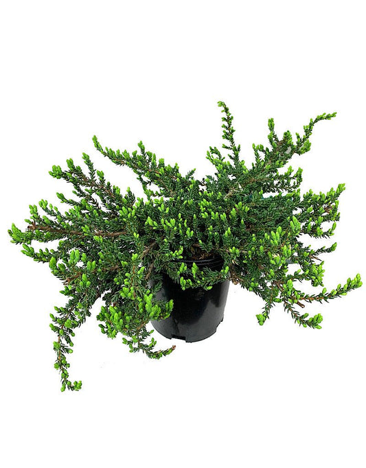 Juniperus communis 'Montana' 1 Gallon - The Garden Corner