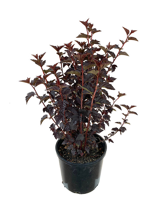 Physocarpus 'Burgundy Candy'