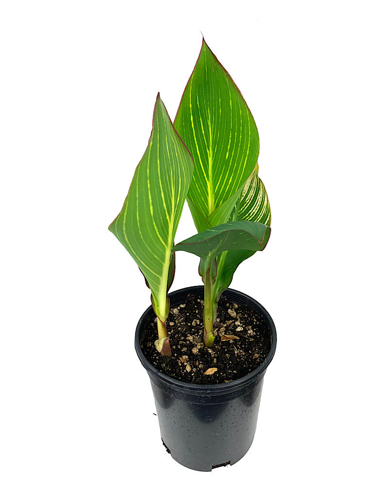 Canna 'Pretoria'