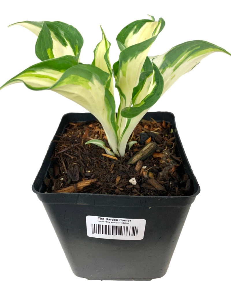 Hosta 'Fire and Ice'