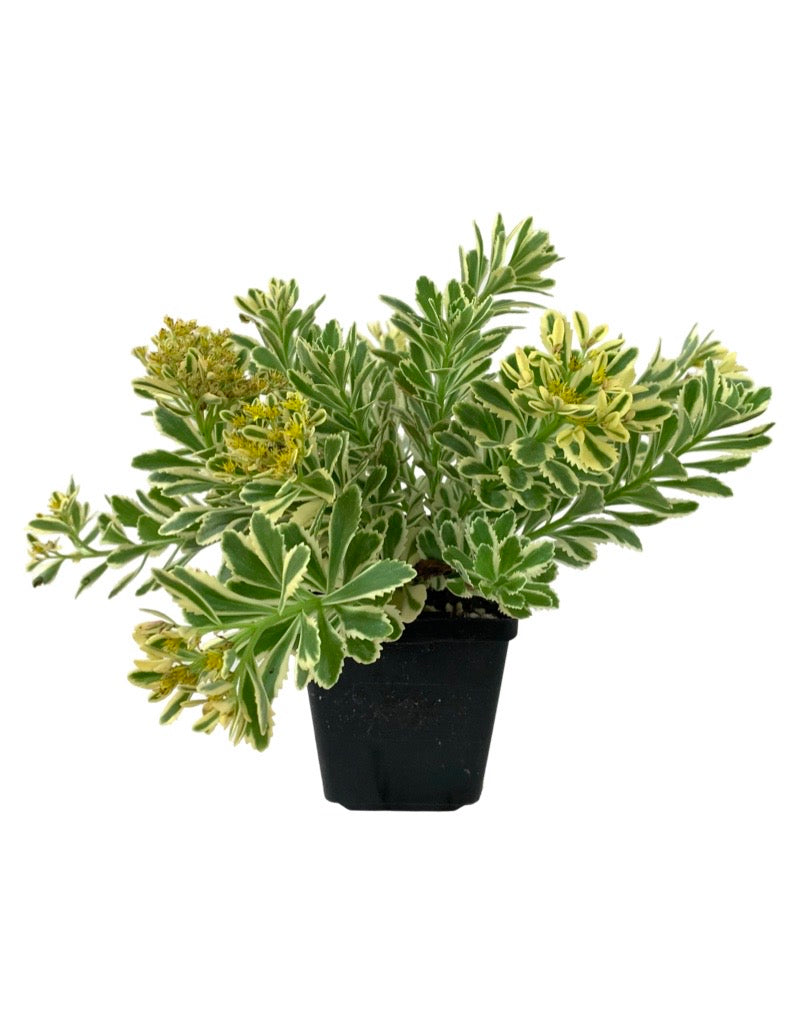 Sedum takesimense 'Atlantis'