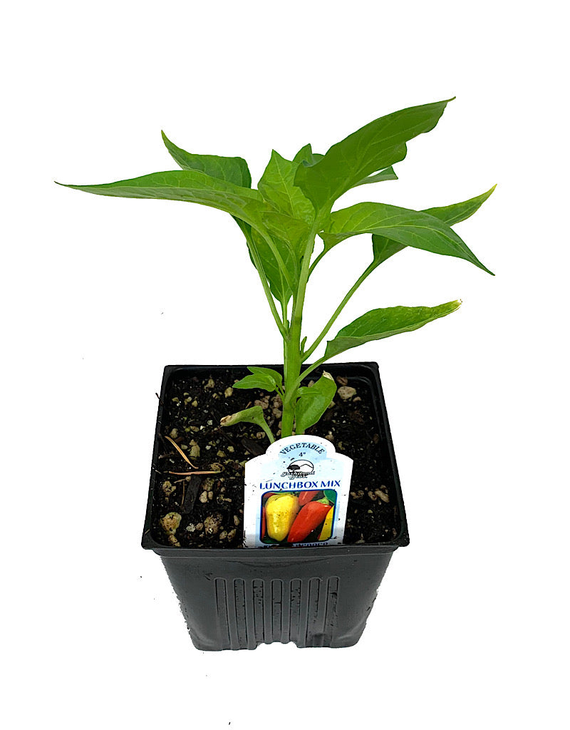 Pepper 'Lunchbox Mix'