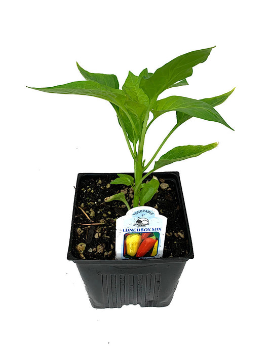 Pepper 'Lunchbox Mix'
