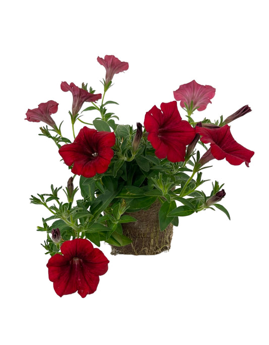 Petunia Surfinia 'Deep Red'