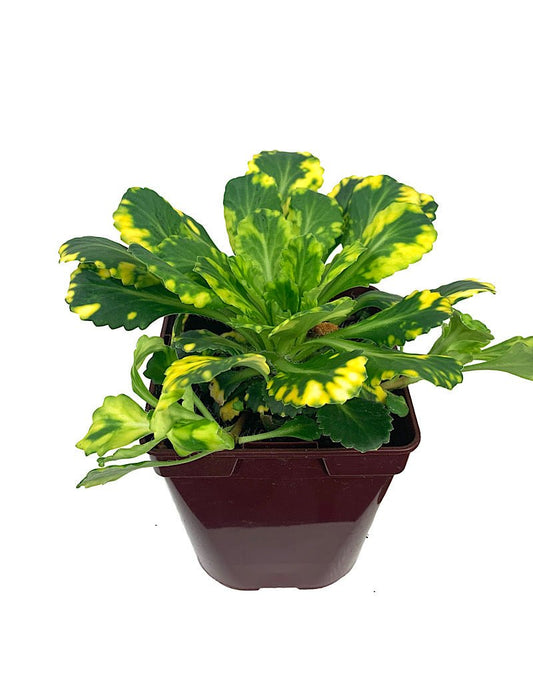 Saxifraga x umbrium 'Aurea - punctata' Quart - The Garden Corner