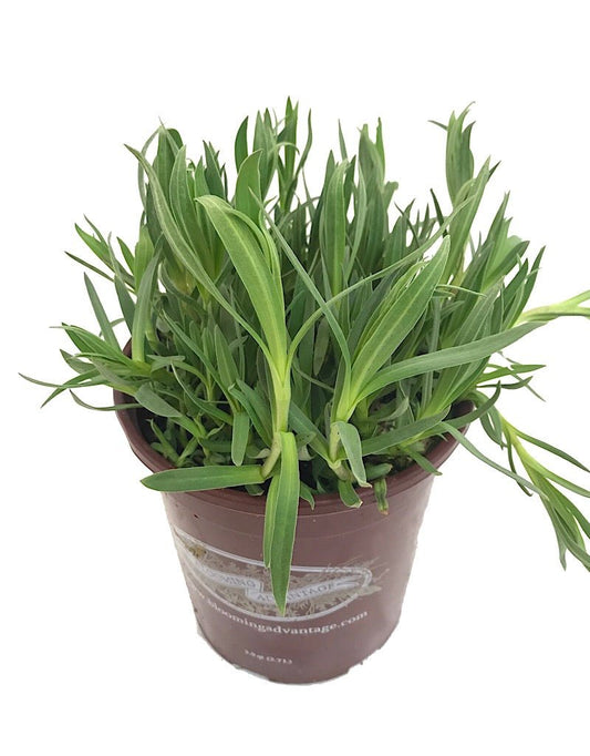 Gypsophila p. 'Bristol Fairy' 1 Gallon - The Garden Corner