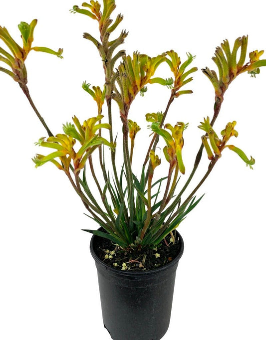 Anigozanthos 'Bush Tenacity Yellow' 1 Gallon - The Garden Corner