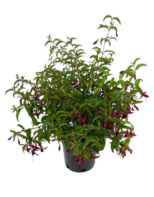 Fuchsia 'Dying Embers' 1 Gallon - The Garden Corner